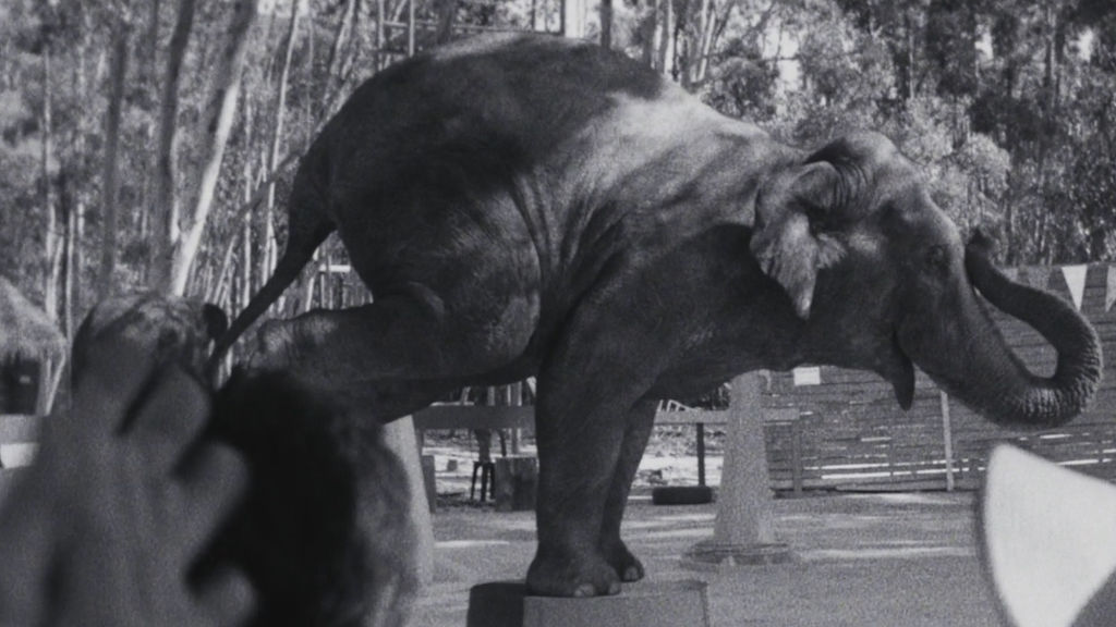 Cruelty Of Man Exposed In World Animal Protection Campaign Shots