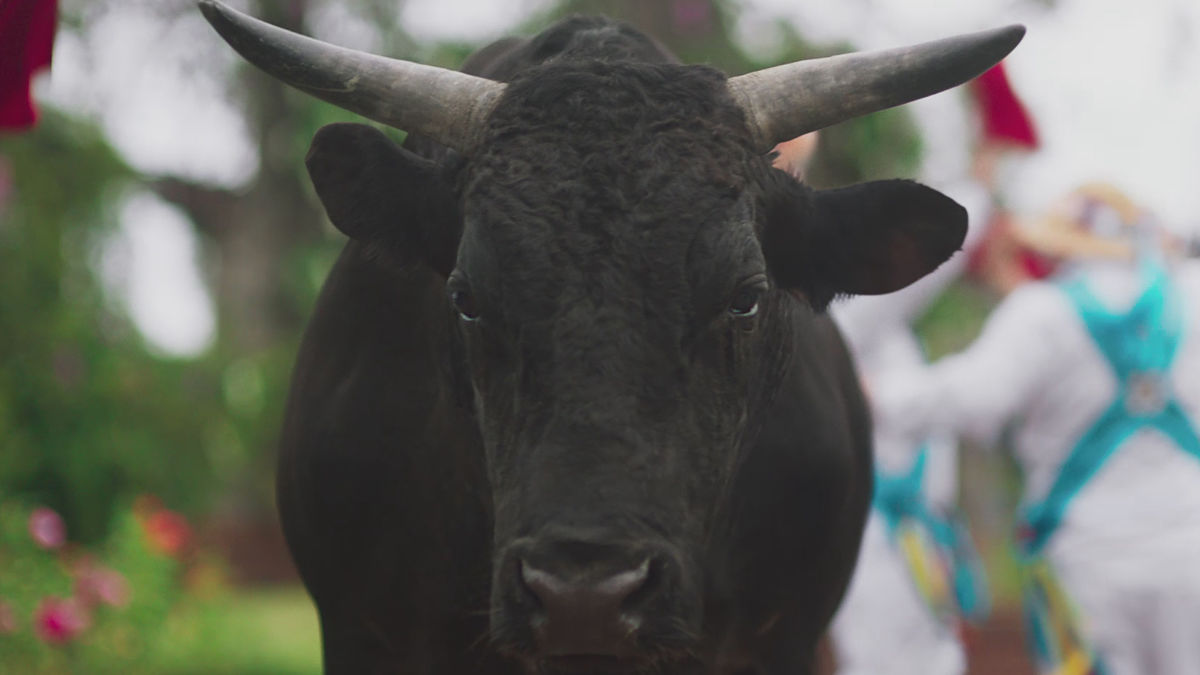 Moneysupermarket S New Ad Is A Load Of Bull Shots Moneysupermarket S New Ad Is A Load Of Bull Shots