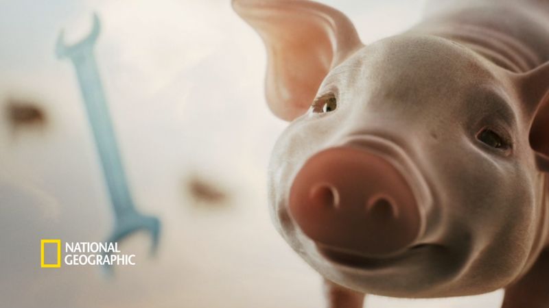 When Pigs Fly | National Geographic