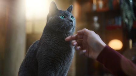 Sheba is what cats want