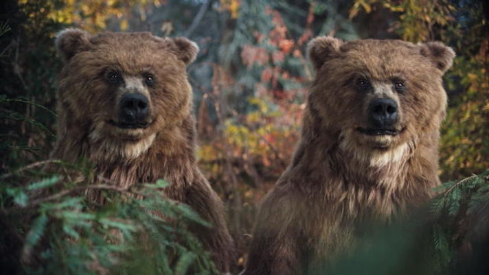 Bears
