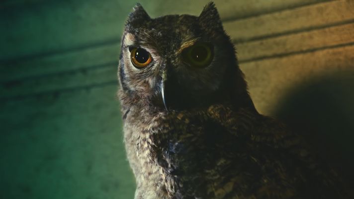 Night Owls