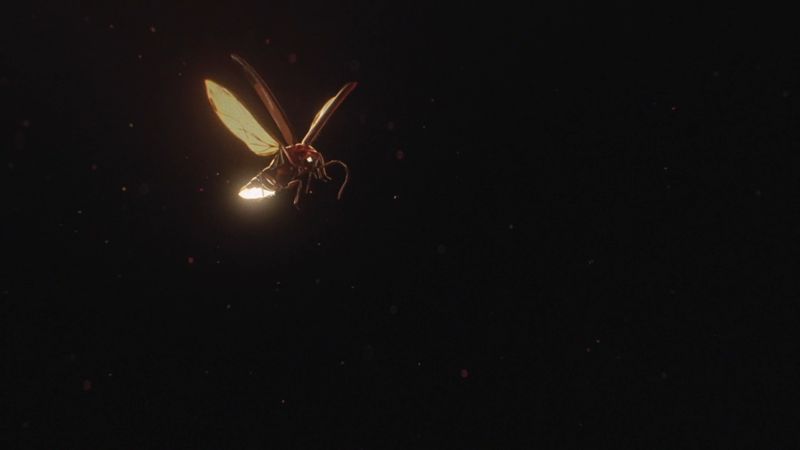 Camp Mograph
