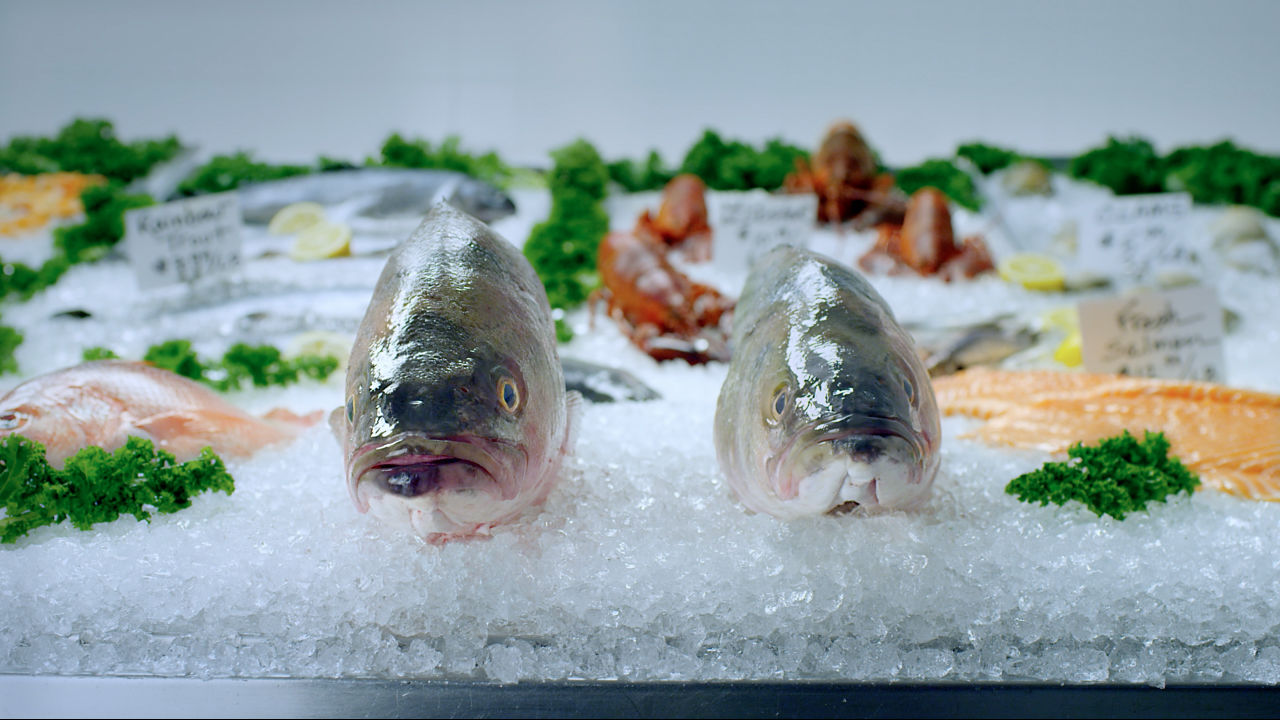 Take It From A Fish