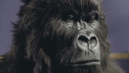 Gorilla tactics: The evolution of branded entertainment