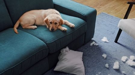 IKEA’s pawfectly affordable products