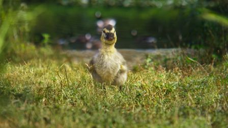 Why did the duckling cross the road?