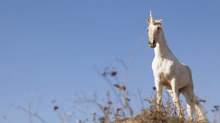 How to... hire a unicorn