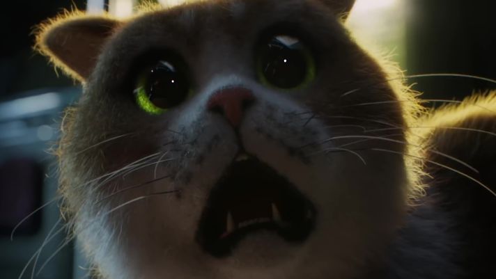 Scaredy Cat