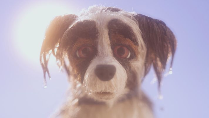 Give Your Dog Longer