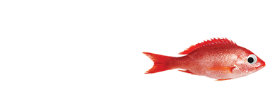 Snapper TV Logo