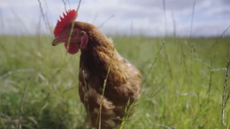 Honest Eggs’ chicken run challenge