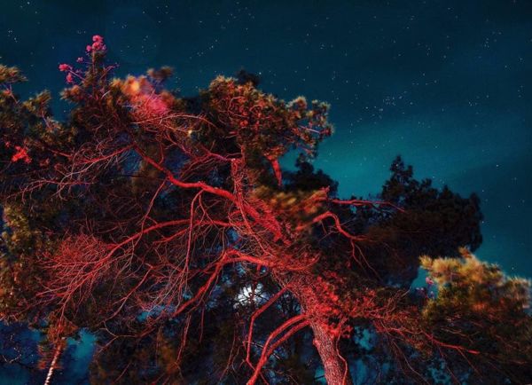 Linda Westin ‘Illuminated Dendrology’ | Ruffian