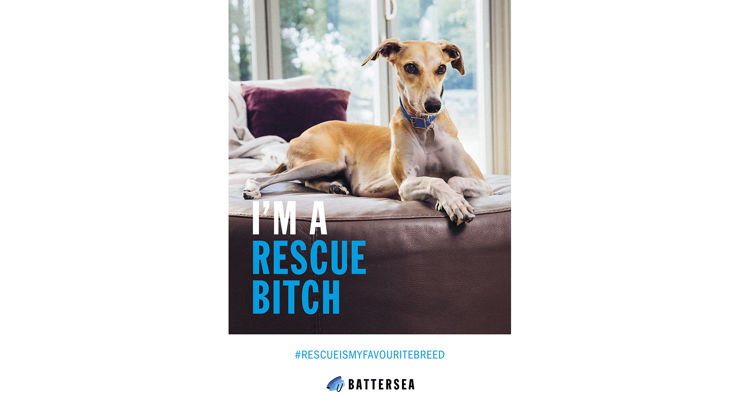 Uk Animal Shelter Uses Video Calls To Find New Homes For Dogs During Pandemic