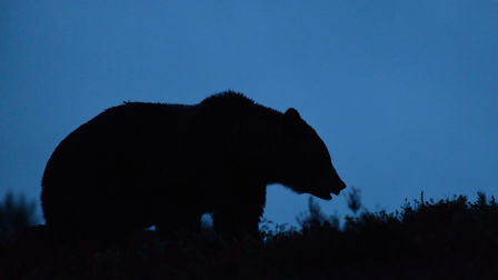 How to poke the bear without being eaten alive